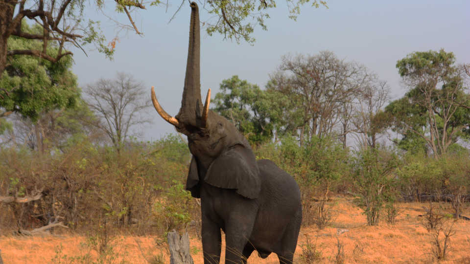 Elephant using trunk to forage