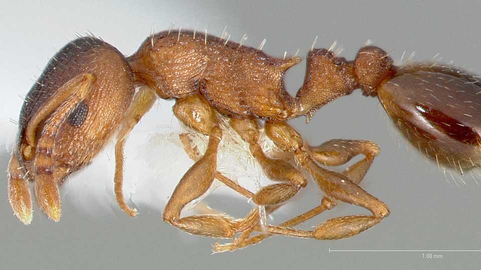 Was this worker ant truly a worker? Image by AntWeb.org