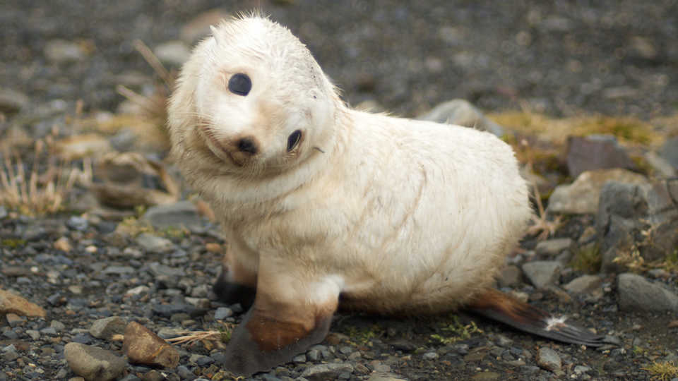 baby fur seal