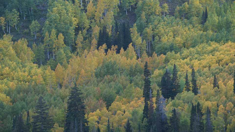 Utah forest