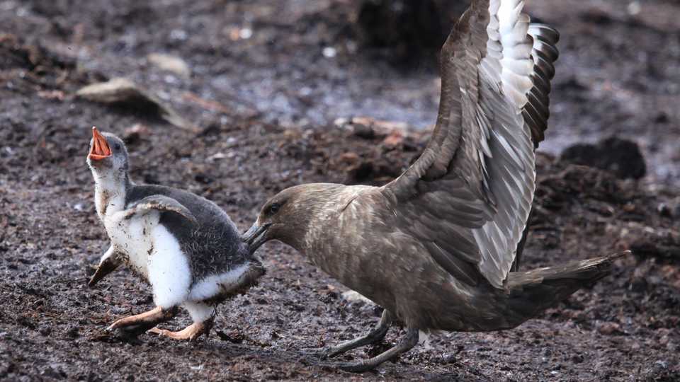 Skua attacks Gentoo penguin chick, Liam Quinn