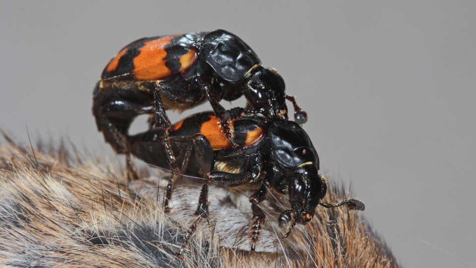 Beetles mating on dead mouse, Heiko Bellmann