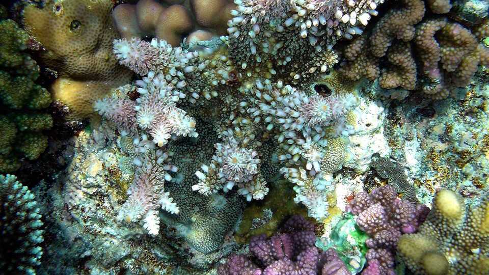 Coral reef, Papua New Guinea, Brocken Inaglory/Wikipedia