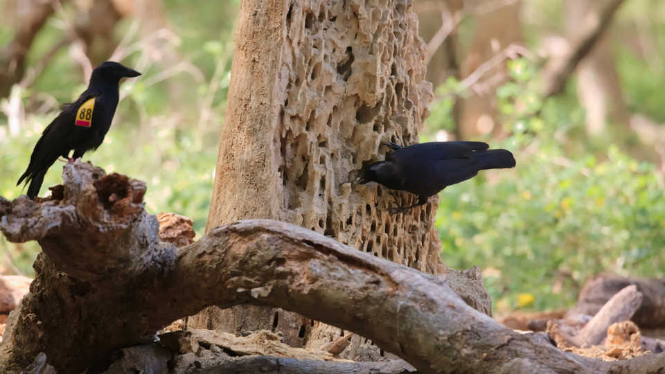 A wild, wing-tagged New Caledonian crow observes another using a stick tool to extract beetle larvae, Jolyon Troscianko