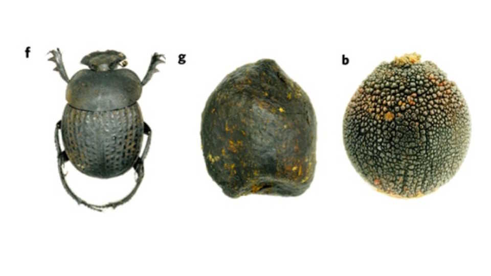 Beetle, Dung and Seed, Nature Plants