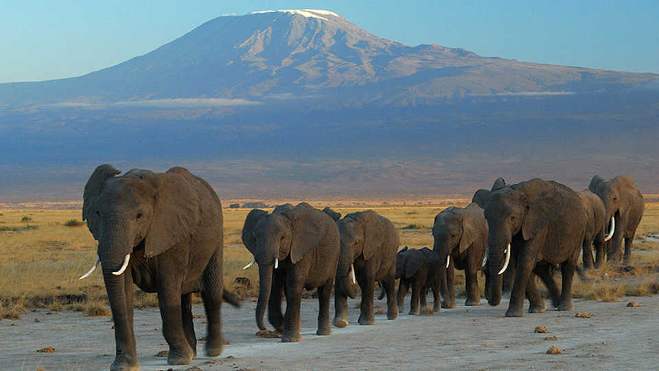 Elephants at Amboseli National Park