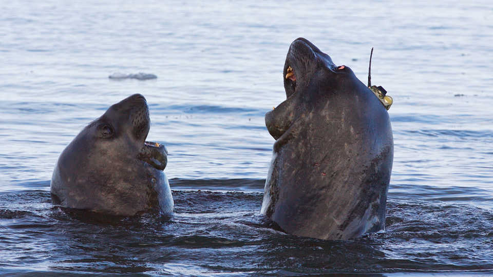 Seals or Scientists? Image by Clive R. McMahon