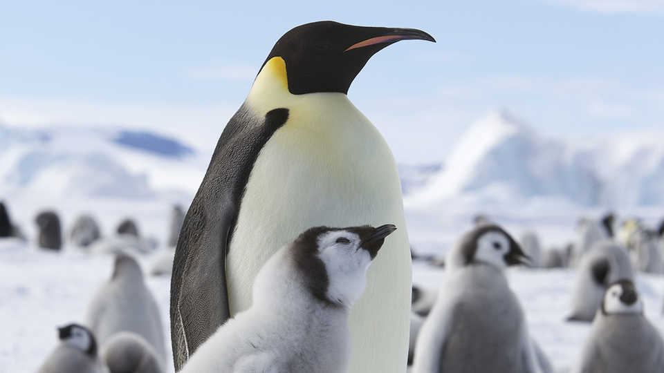 Emperor Penguin with Young