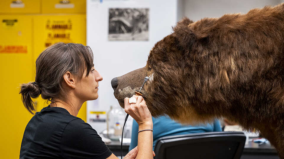 National Park Service conservator Fran Ritchie prepares Monarch, one of California's last grizzly bears, for the new exhibit California: State of Nature opening May 24 at the California Academy of Sciences.