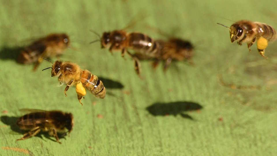 Honeybees heading to the hive