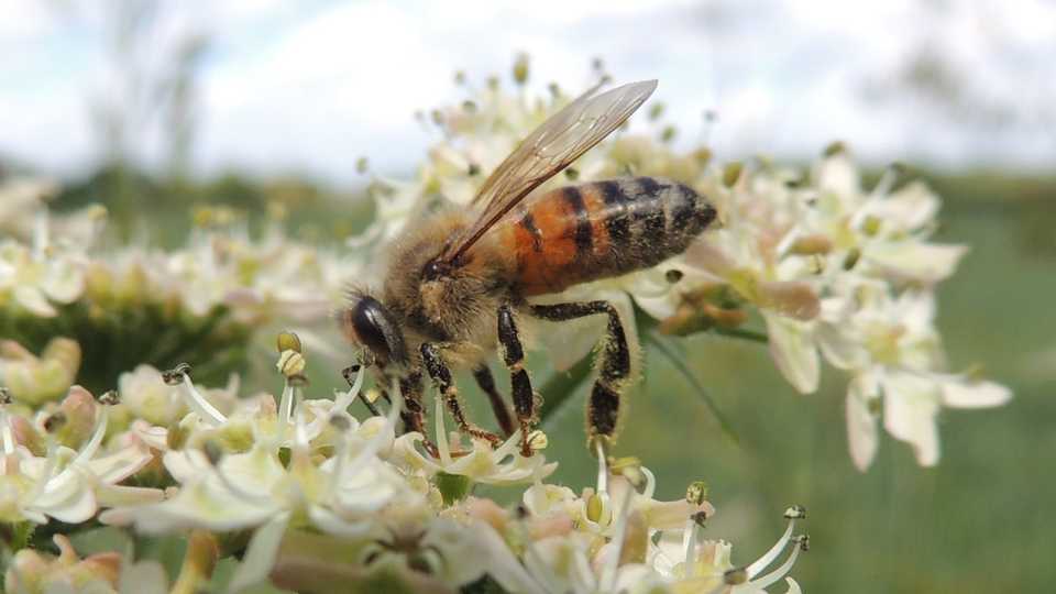honey bee on white flower