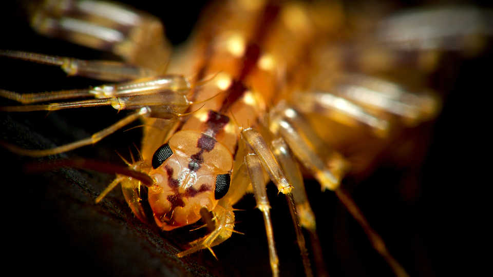 Centipede: Scutigera coleoptrata
