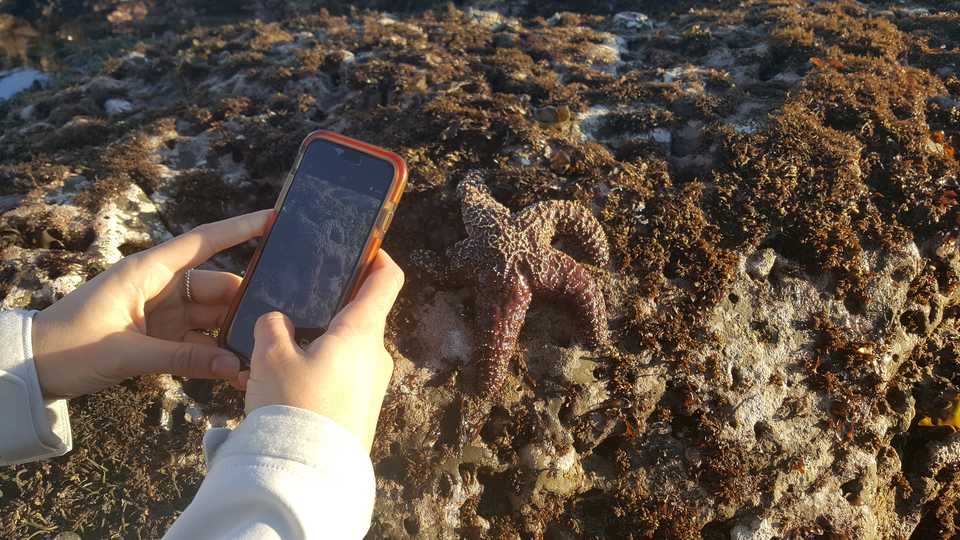 iphone taking a picture of a sea star