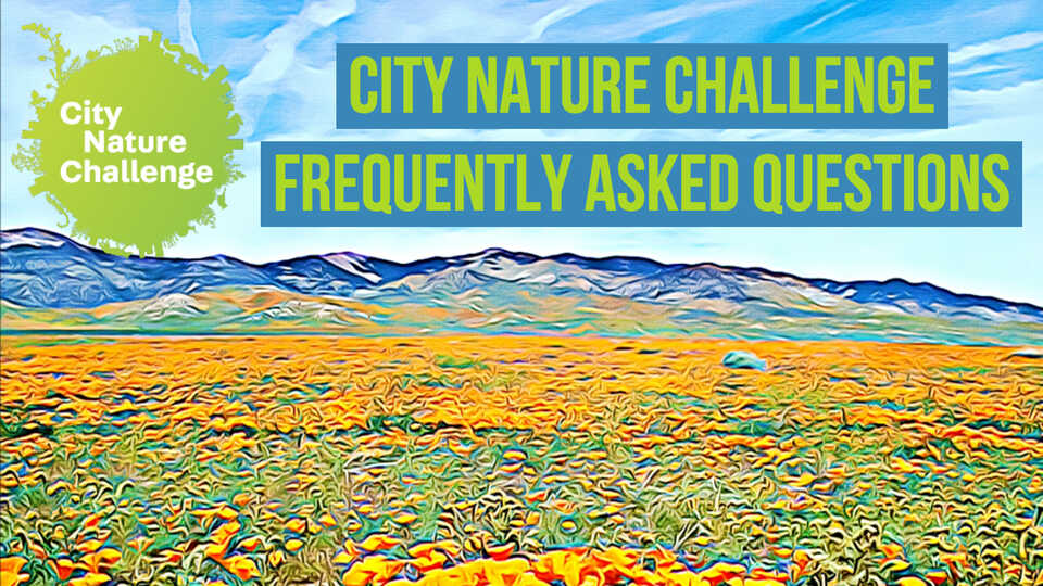 City Nature Challenge Frequently Asked Questions