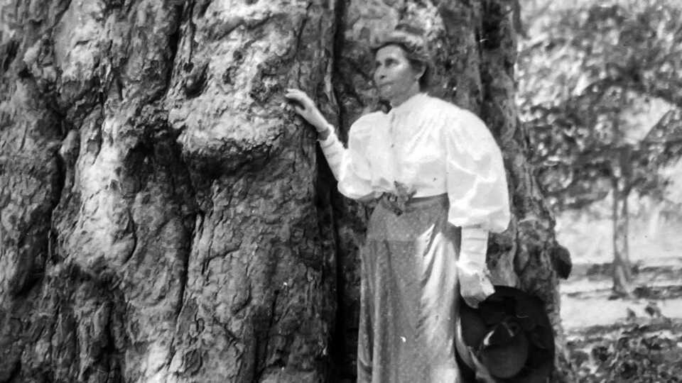 Sara Allen Plummer Lemmon at a walnut tree near Santa Barbara, CA