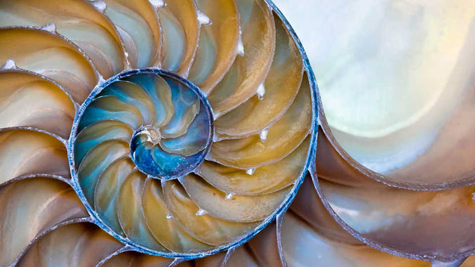 Cross section of a nautilus shell