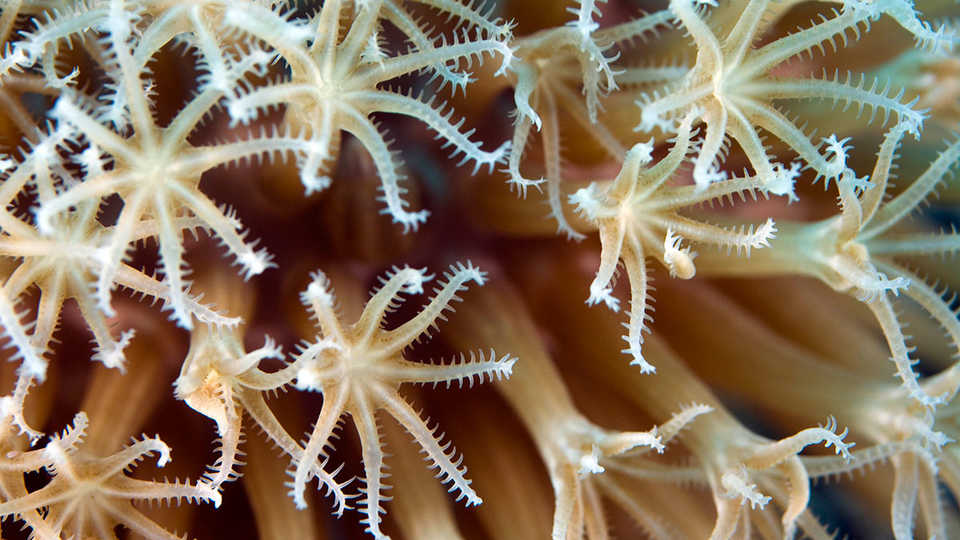 https://www.calacademy.org/sites/default/files/styles/manual_crop_standard_960x540/public/assets/images/Education_Images/TYE_Images/coralpolyp_marcaumarc1200x900.jpg?itok=ReRv3OOo&c=29138224e2f0ae8ae80e609760e3697f