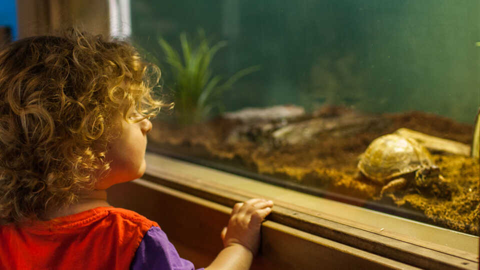 small child looks at turtle