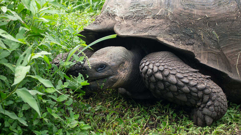 A Galapagos tortoise munches on some green grass.
