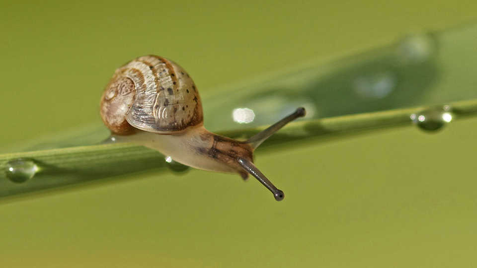 Garden snail, nutmeg66
