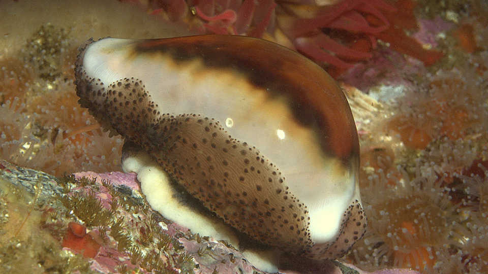 cowry shell