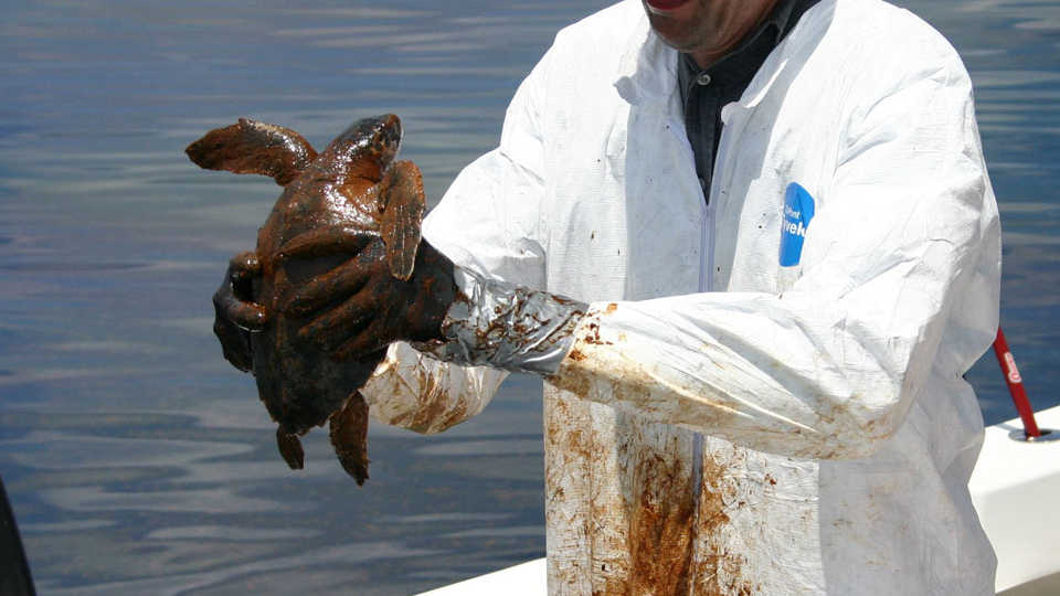 oil spill clean shores sea turtle noaa slippery lesson covered standard oilspill plan calacademy california