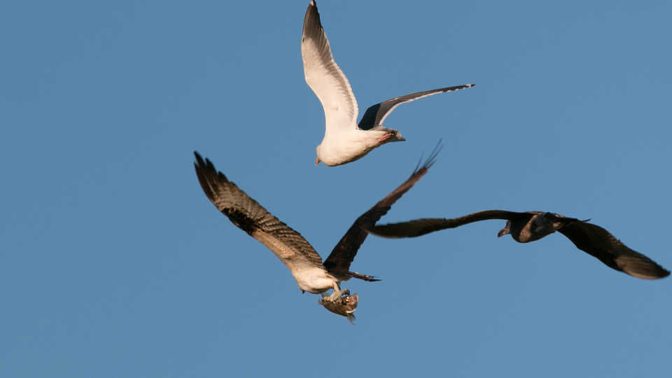 Lesson Plan | Using Empirical Data in the Classroom: Raptor Migrations!