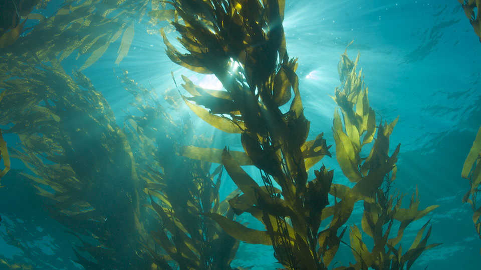 Lesson Plan Sensational Seaweed