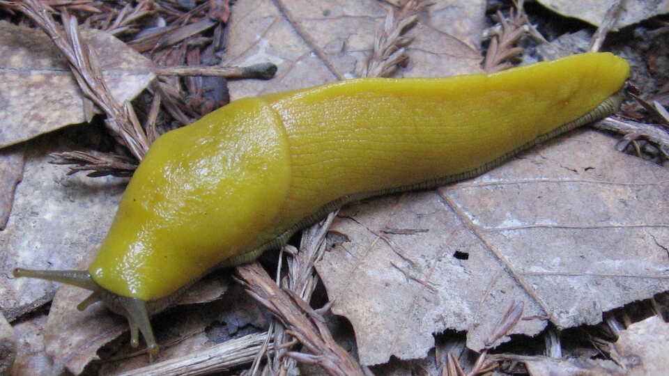Banana slug crawling on the redwood forest floor