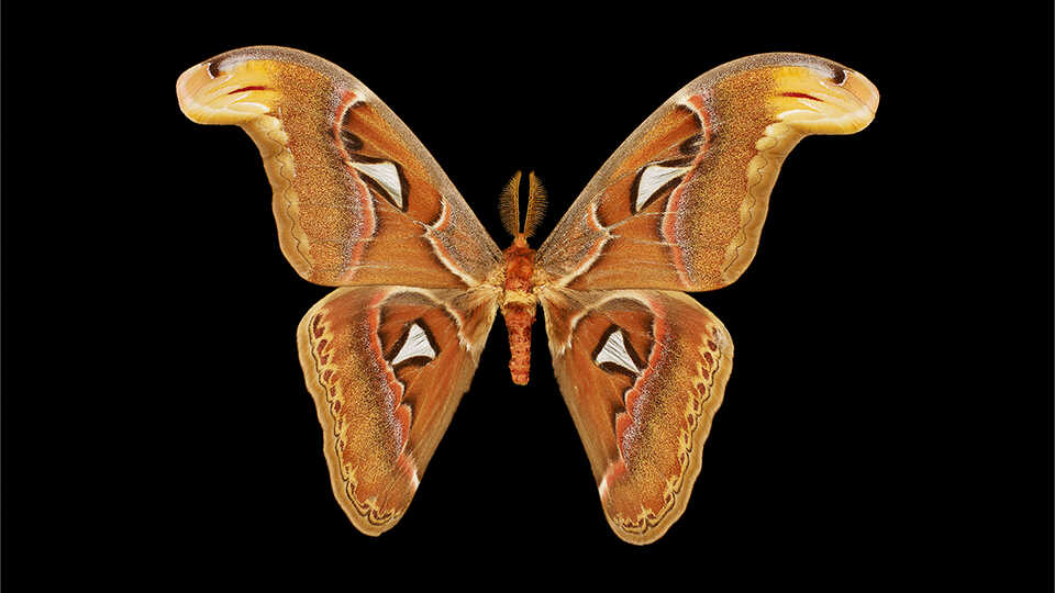 Atlas Moth | California Academy of Sciences