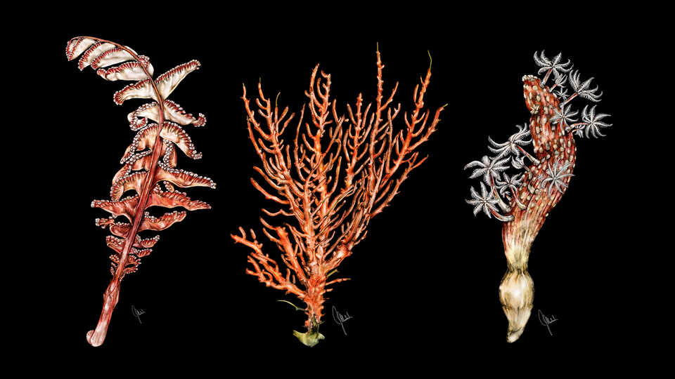Drawings of marine plant life. 