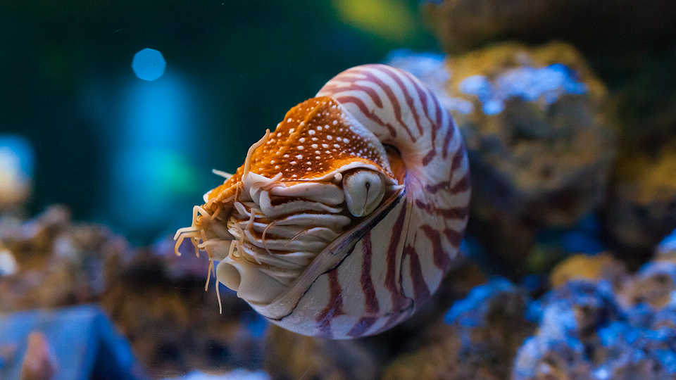 Chambered Nautilus, Nautilus pompilius
