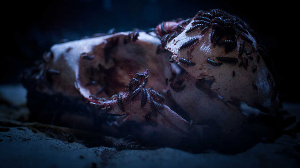 Flesh-eating dermestid beetles crawl over a sea otter skull, cleaning it of flesh. 