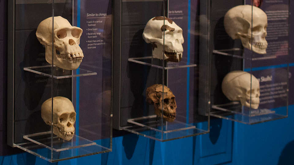 Skull on display