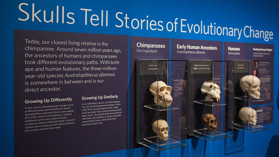 Miniature museum Australopithecus set Human evolution skulls 1:12 scale 