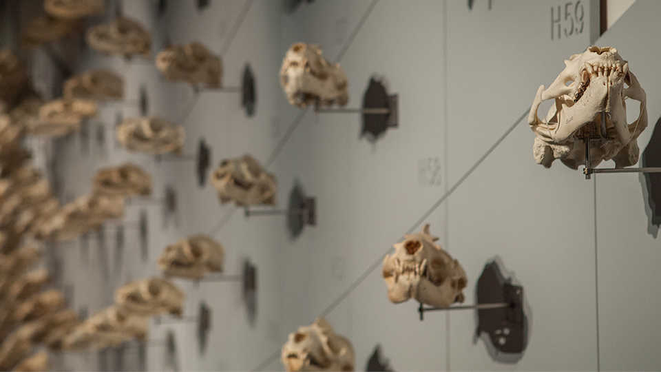 Sweeping view of the 400 sea lion skulls adorning the 90-foot-long "Sea of Skulls" wall.