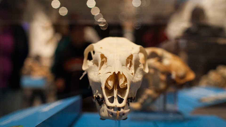 Head-on view of one skull in the Skulls exhibit. 