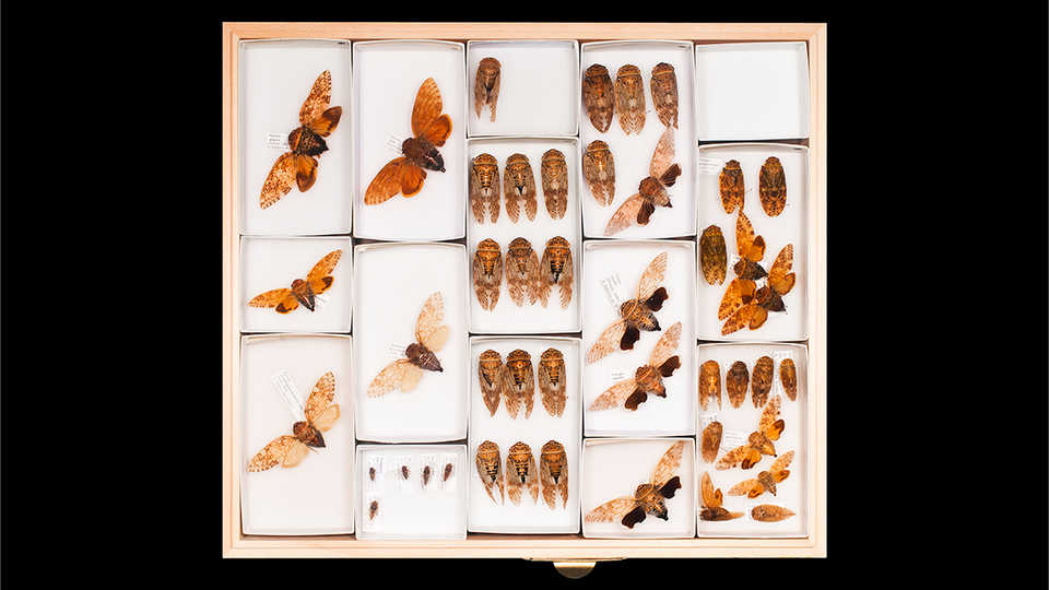 A tray containing a collection of winged insect specimens.