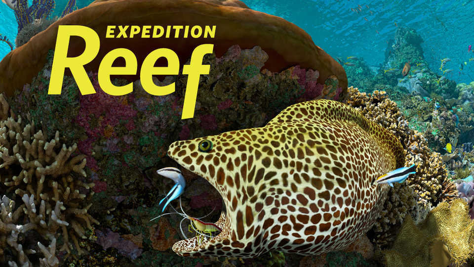 A moray eel gets a teeth cleaning by a shrimp in this Expedition Reef film still 