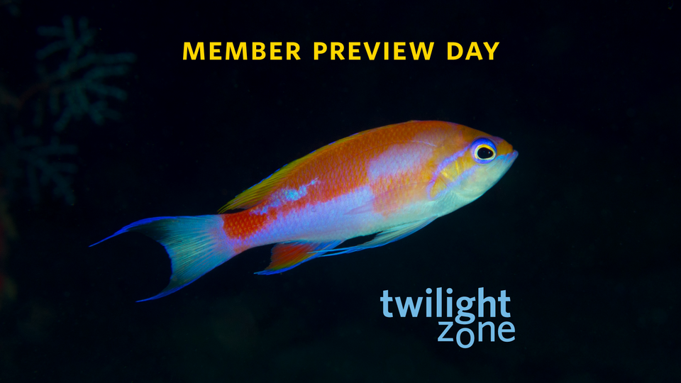 Twilight Zone Member Preview Day