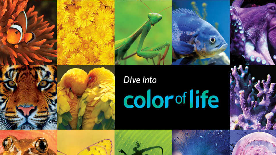 Color of Life