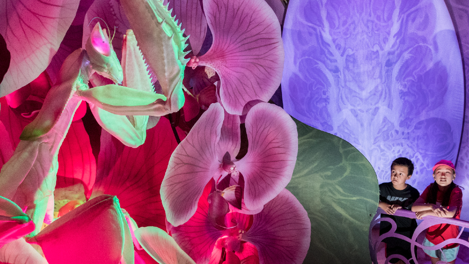A large-scale model of a beautiful orchid mantis demonstrates her dazzling camouflage in the Display chamber.