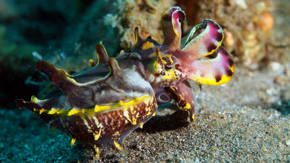 Flamboyant cuttlefish displays its magenta and yellow arms on the seafloor