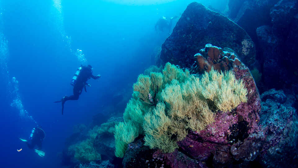 A group of three divers floats in the water in the backdrop of a rocky group of corals. 