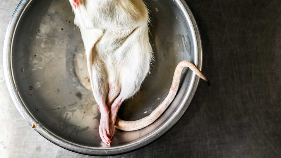 A frozen rat in a stainless steel bowl. 