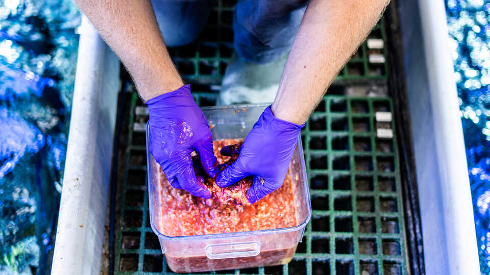 Biologist Walker Calhoun prepares a container of krill soup. 