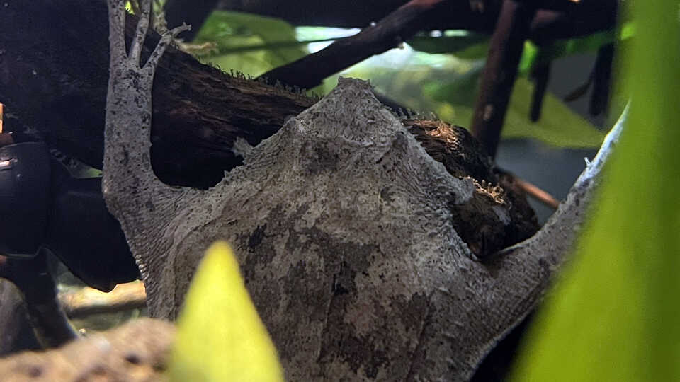 A Surinam toad rests in its habitat at Steinhart Aquarium