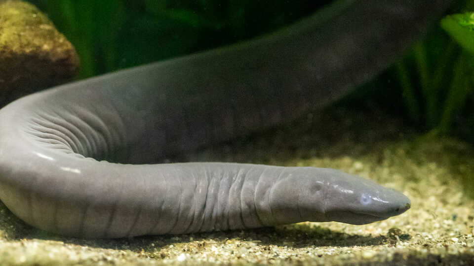 An aquatic caecilian in its habitat at the Academy