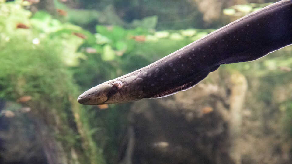 An electric eel swims in its habitat at Steinhart Aquarium. Photo by Gayle Laird