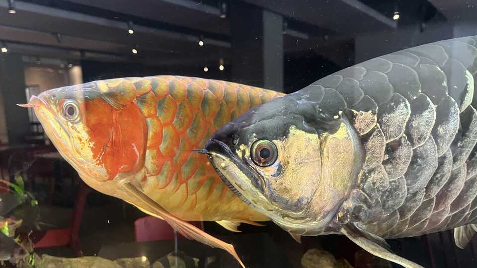 Two orange and silver Asian arowanas on exhibit at California Academy of Sciences